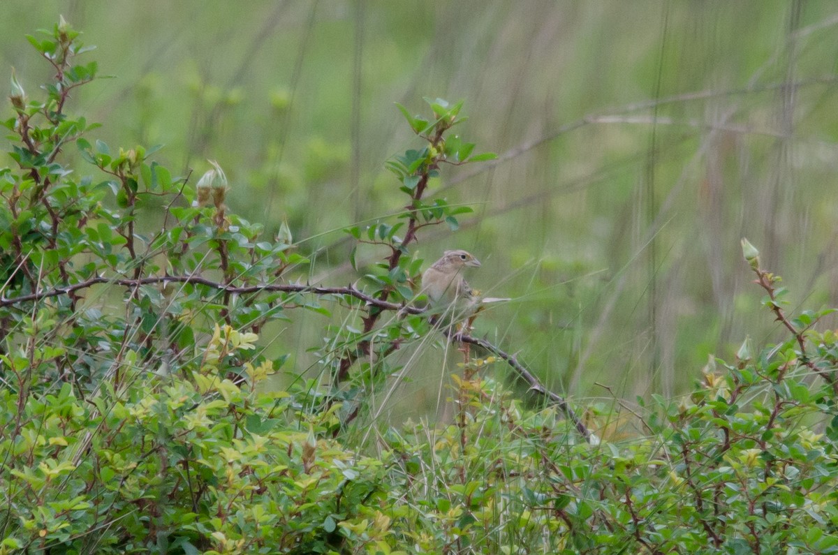 Grasshopper Sparrow - Liam Murphy