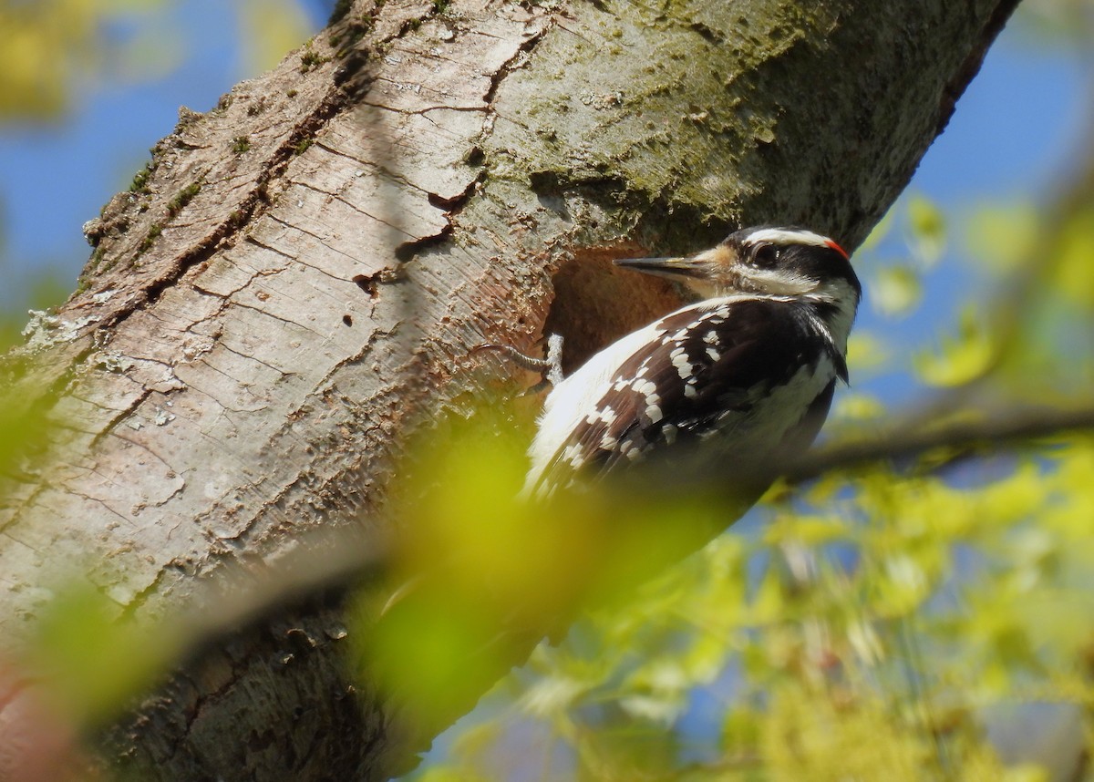 Hairy Woodpecker - Corvus 𓄿