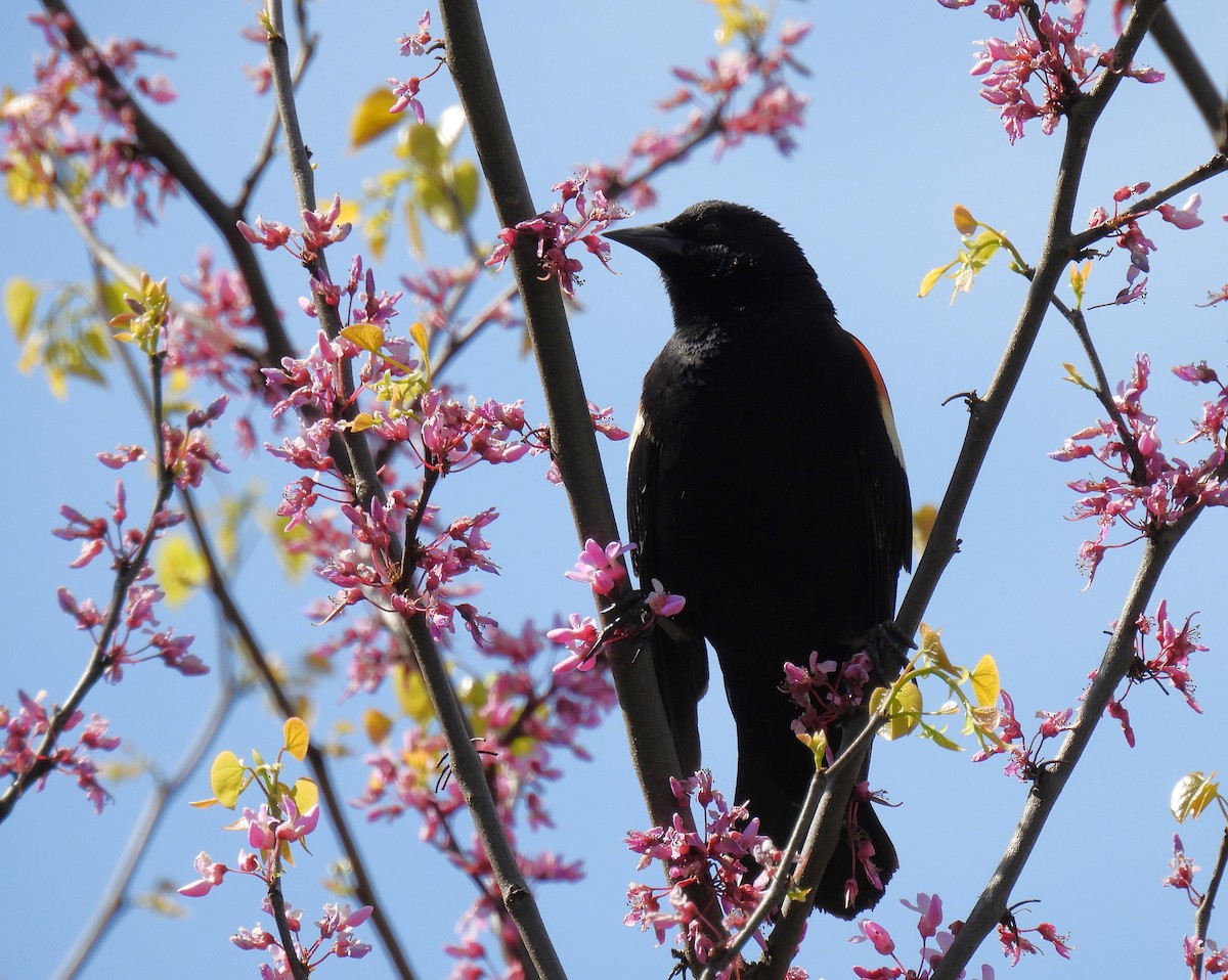 Red-winged Blackbird - Corvus 𓄿