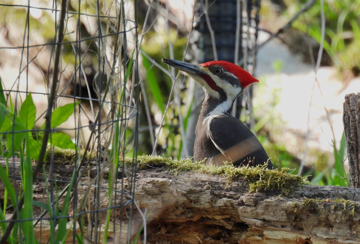 Pileated Woodpecker - ML618008675