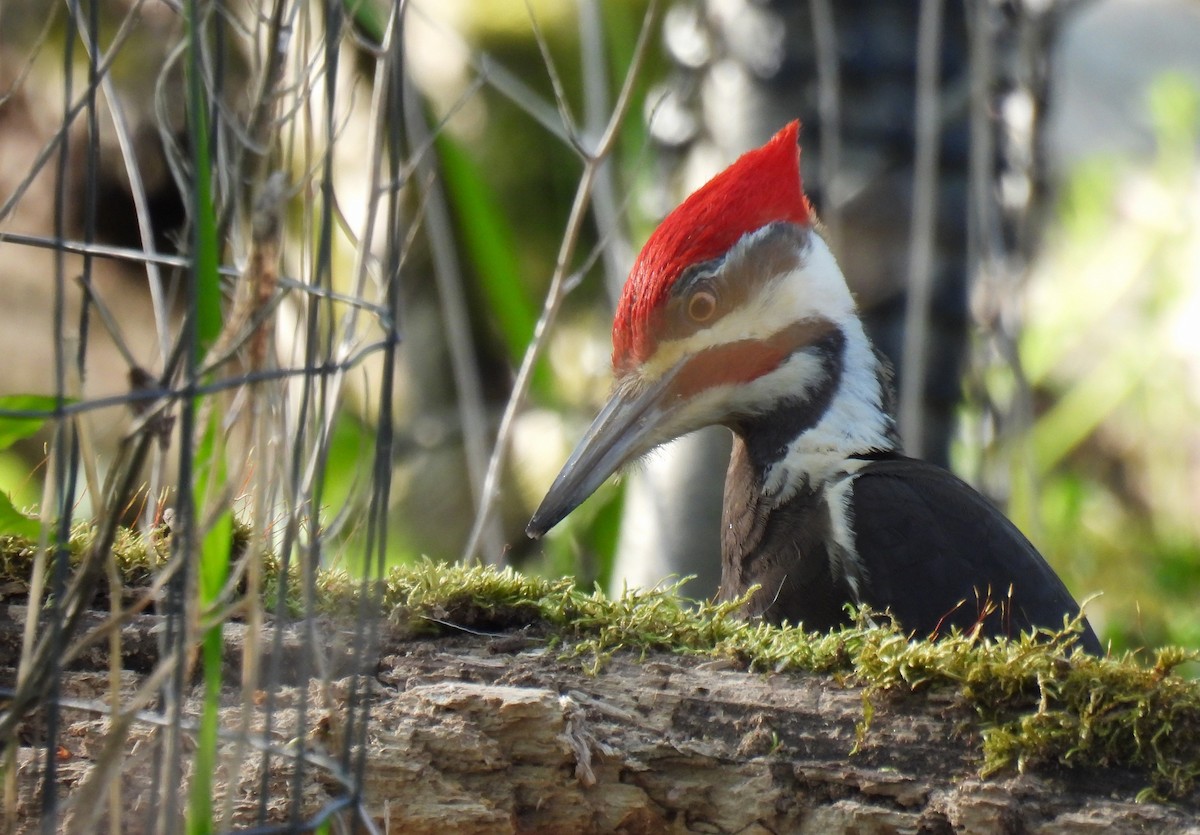 Pileated Woodpecker - ML618008676
