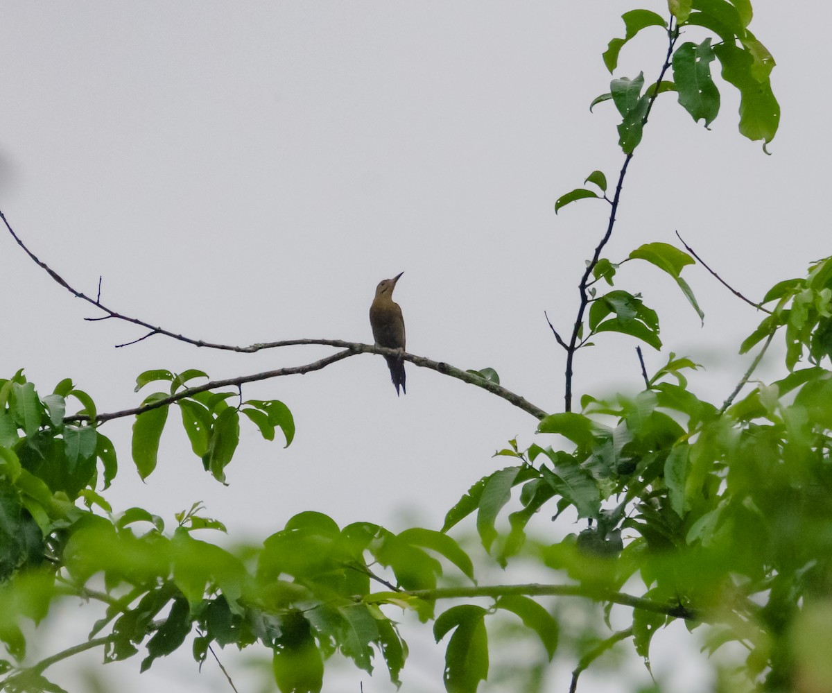 Gray-headed Woodpecker - ML618008680