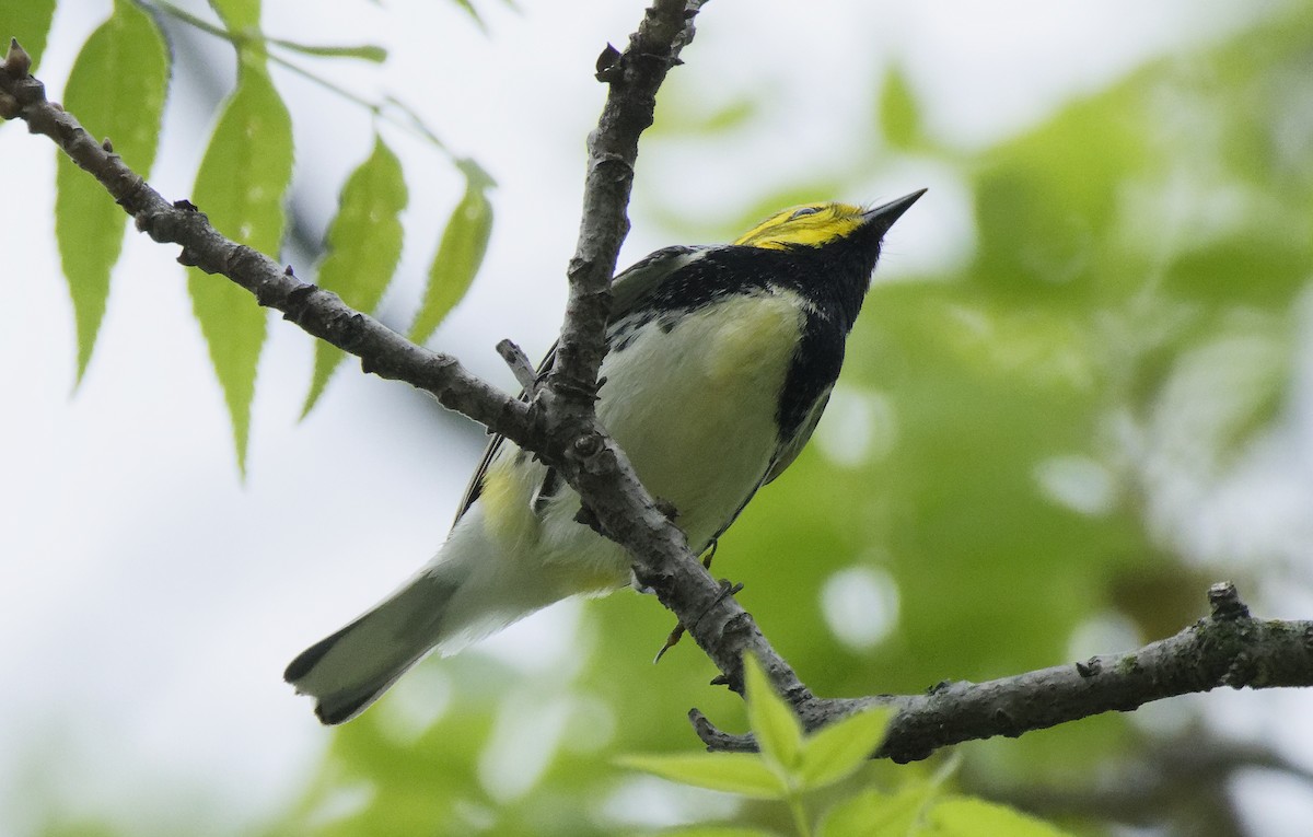 Black-throated Green Warbler - Ben Rippley