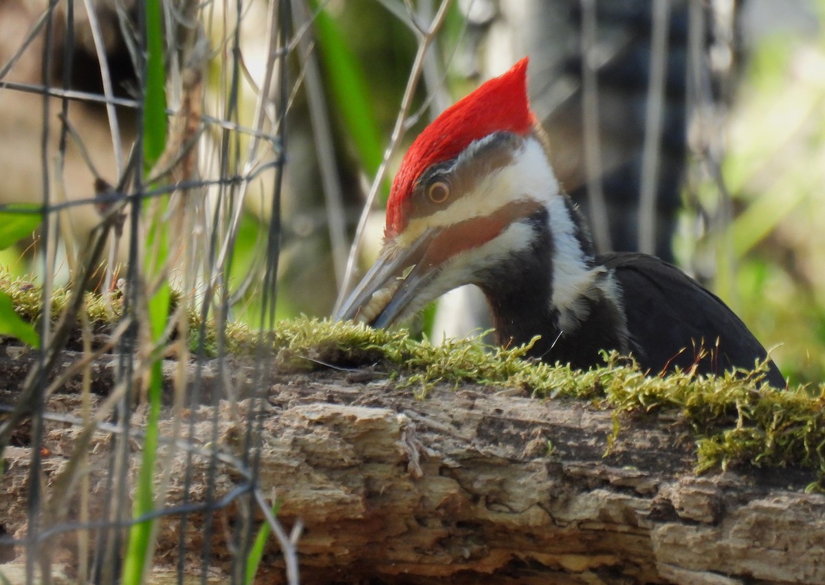 Pileated Woodpecker - ML618008704