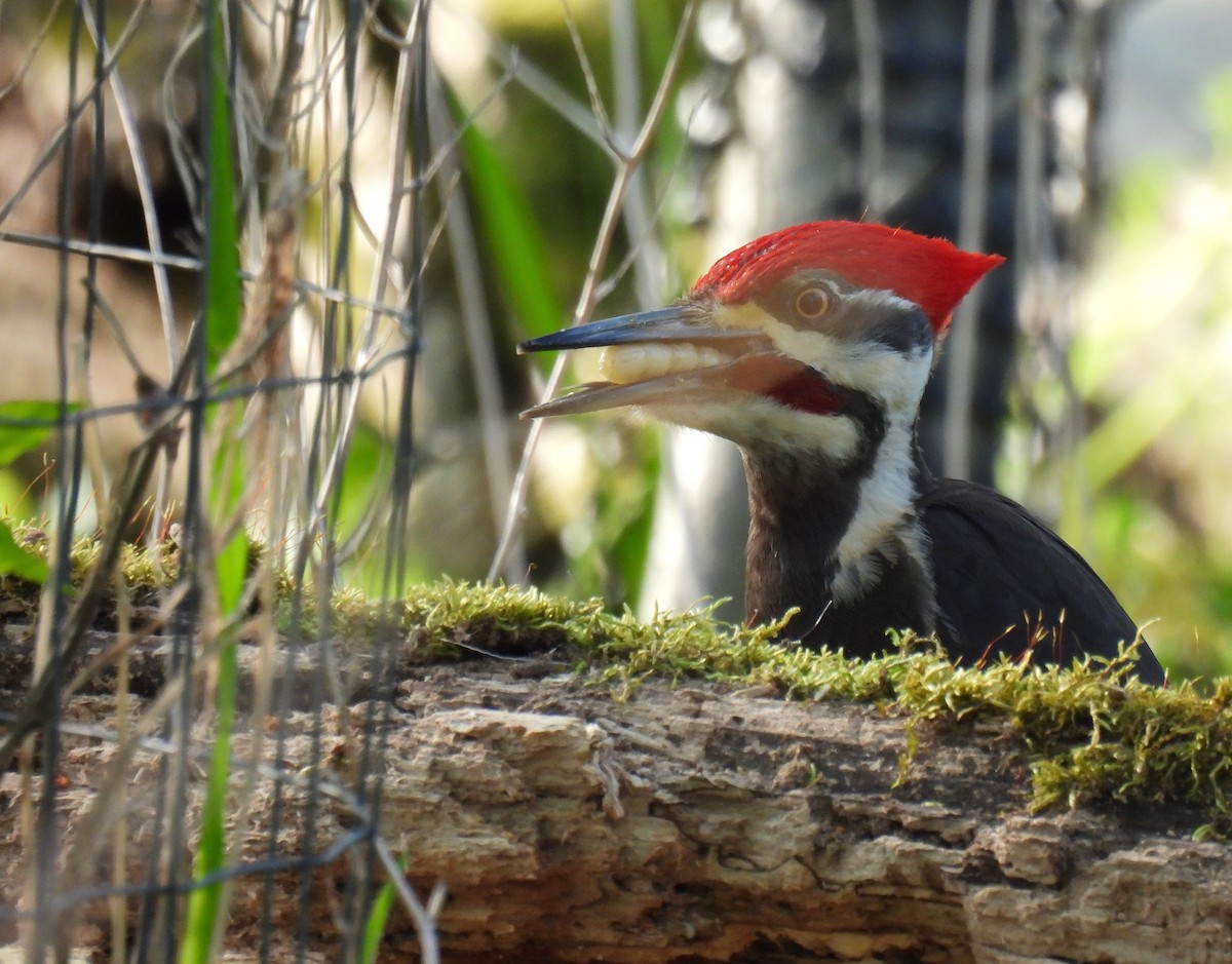 Pileated Woodpecker - ML618008705