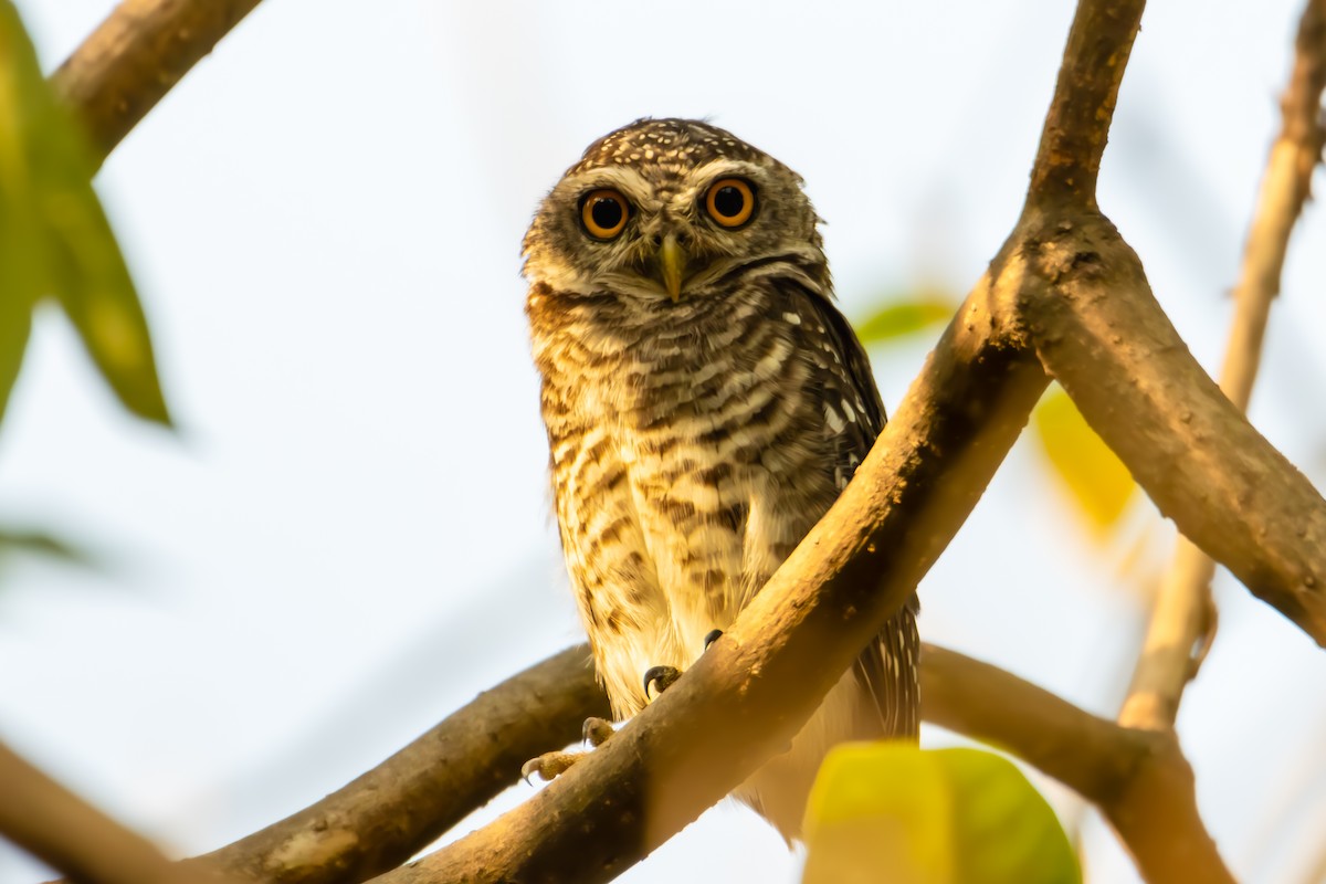 Spotted Owlet - ML618008718