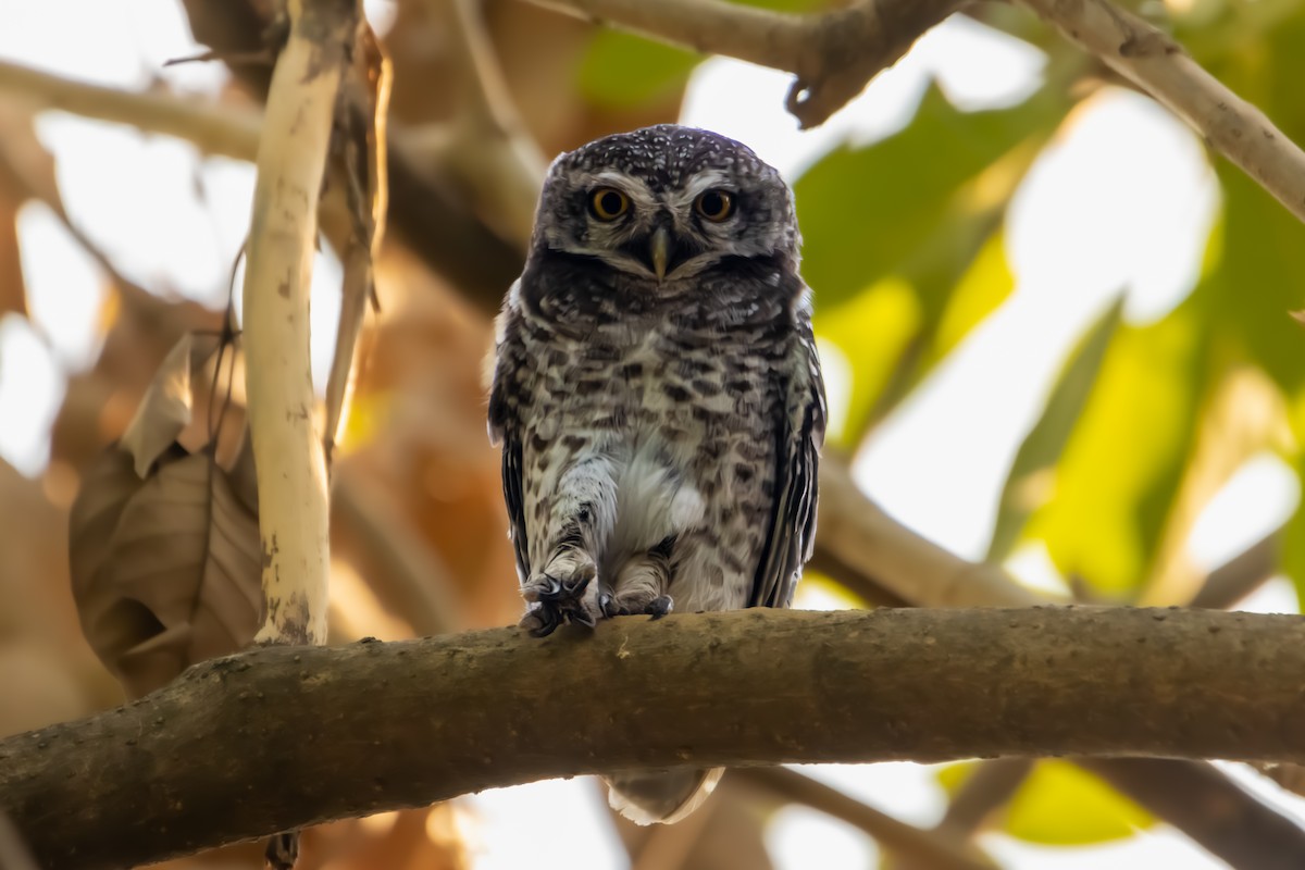 Spotted Owlet - ML618008721