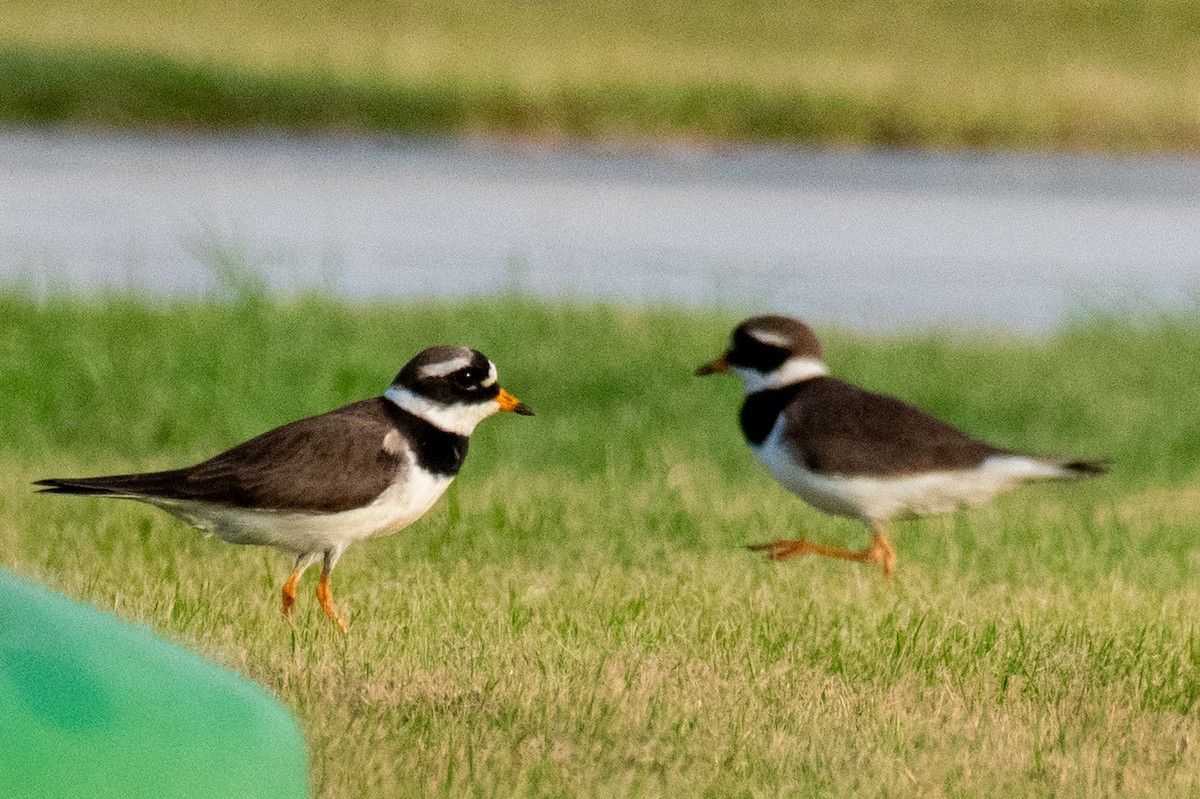 Common Ringed Plover - ML618008726