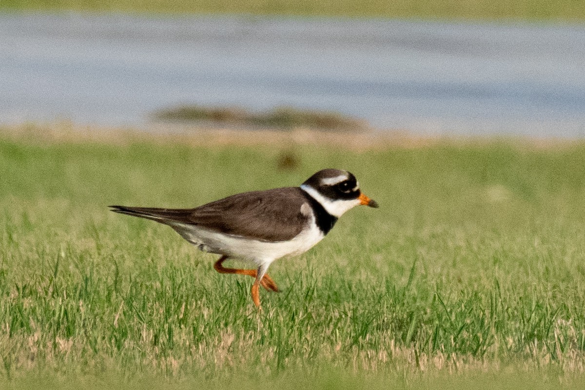 Common Ringed Plover - ML618008727