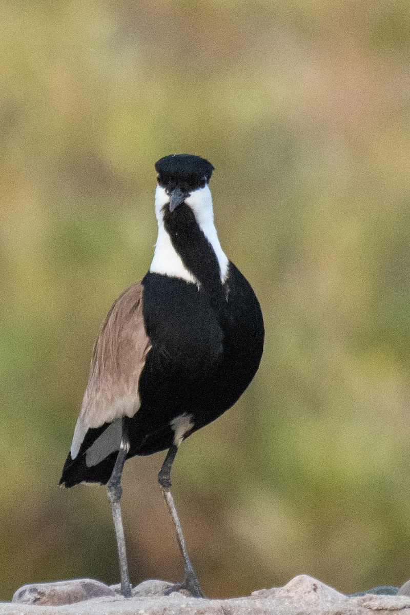 Spur-winged Lapwing - ML618008729