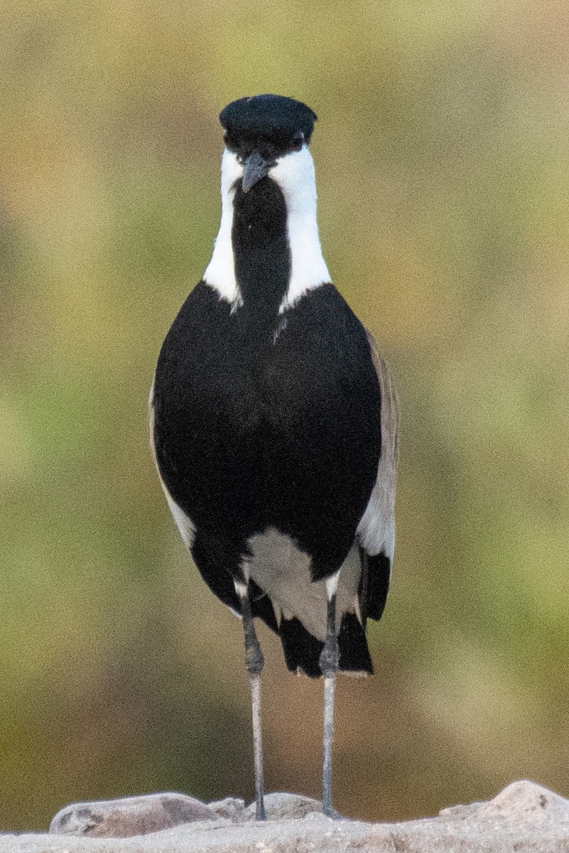Spur-winged Lapwing - ML618008730