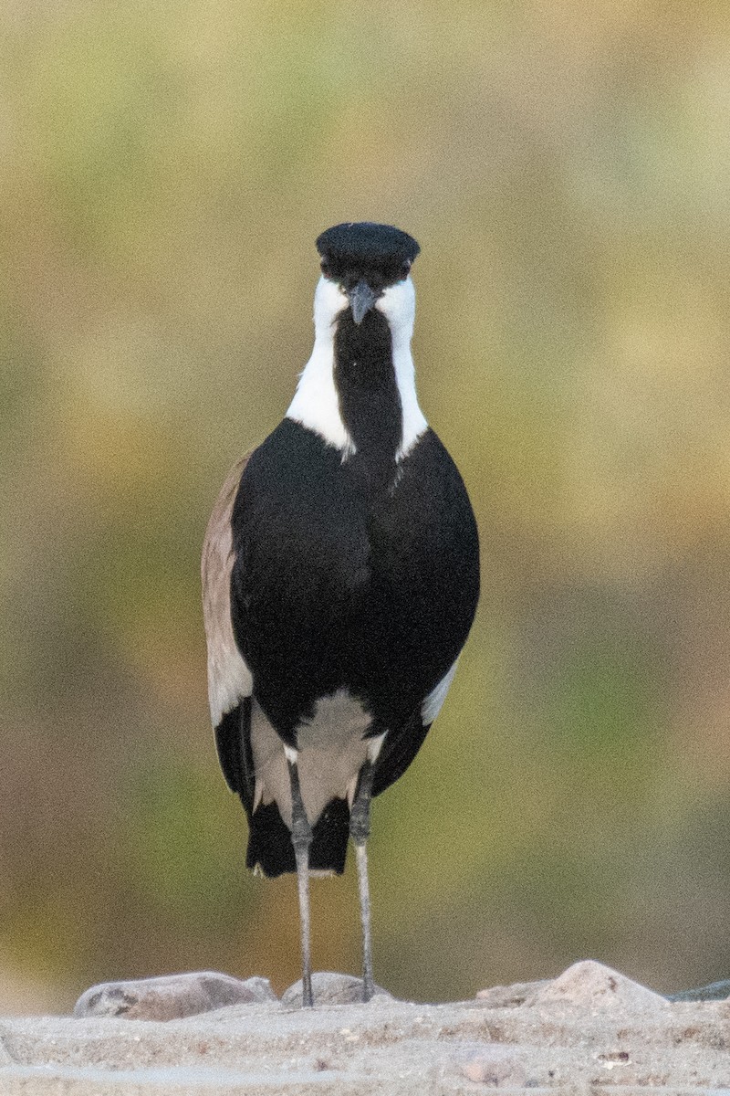 Spur-winged Lapwing - ML618008731