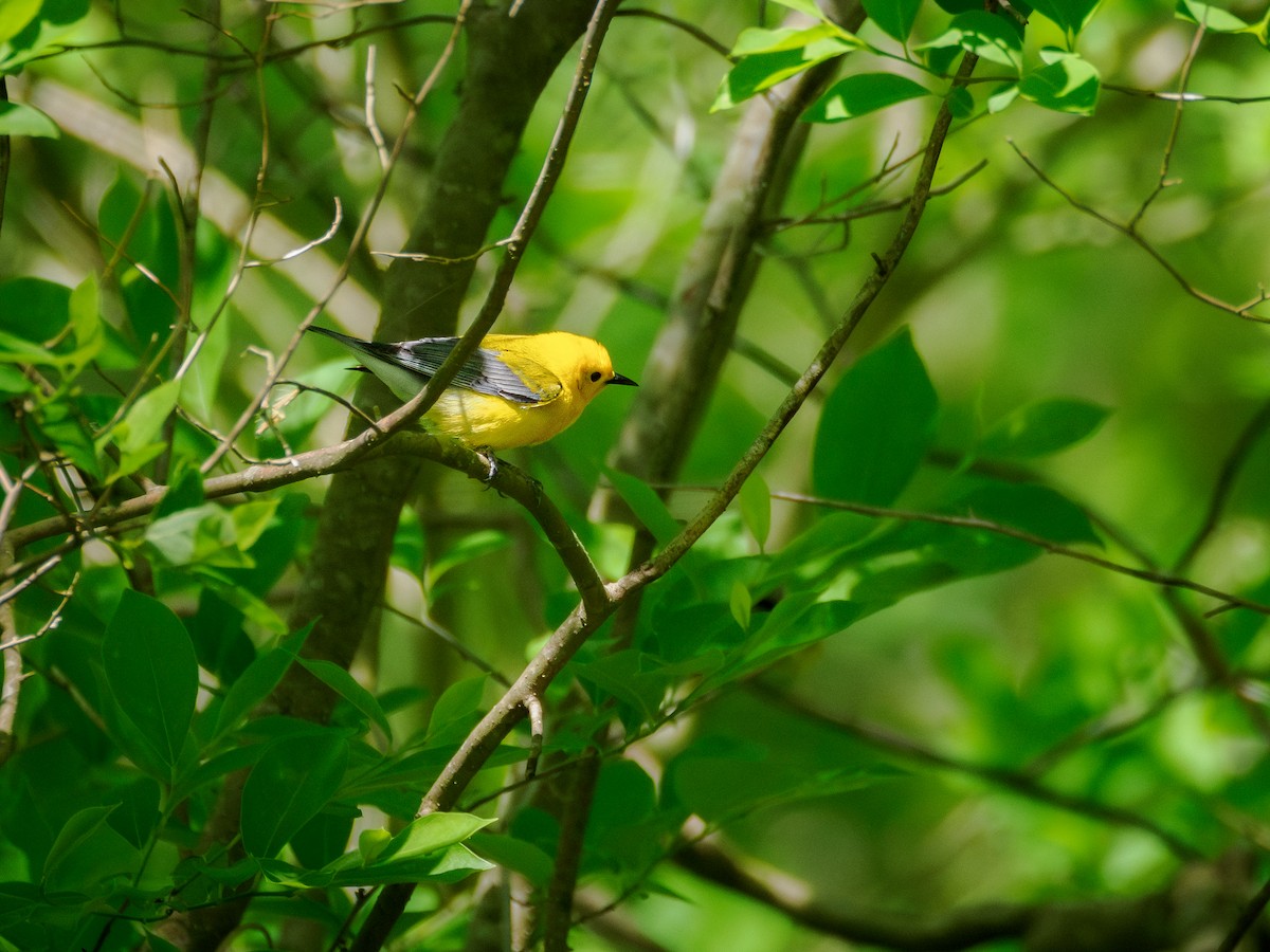 Prothonotary Warbler - ML618008737