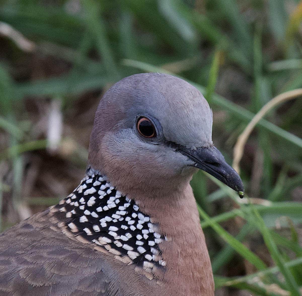 Spotted Dove - Taylor Gallagher