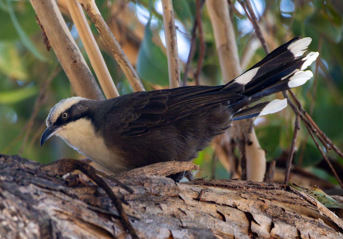 Gray-crowned Babbler - Andrew Heap