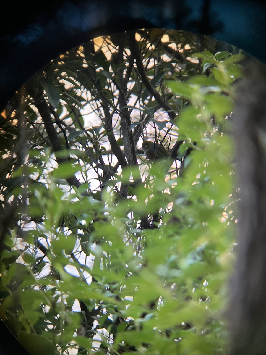 Graumantel-Brillenvogel - ML618008815