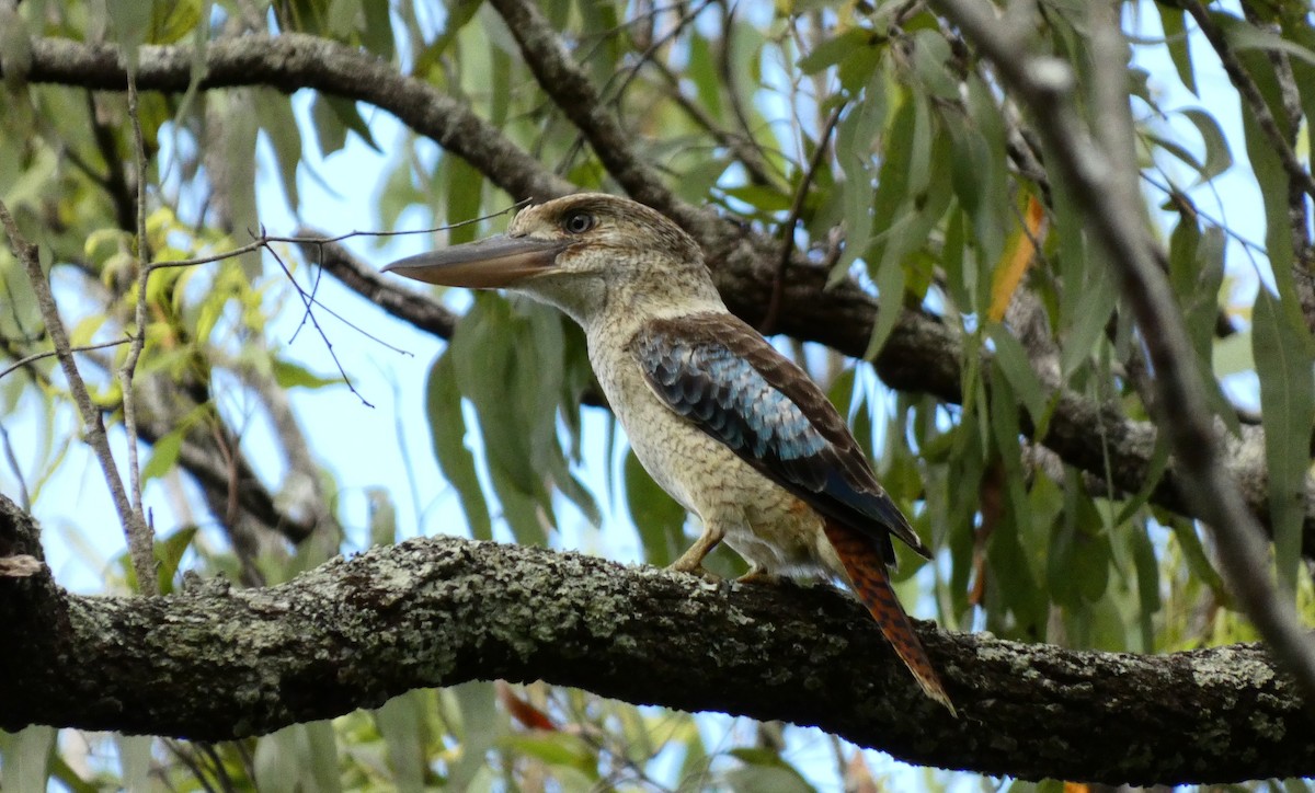 Blue-winged Kookaburra - Ian Starling