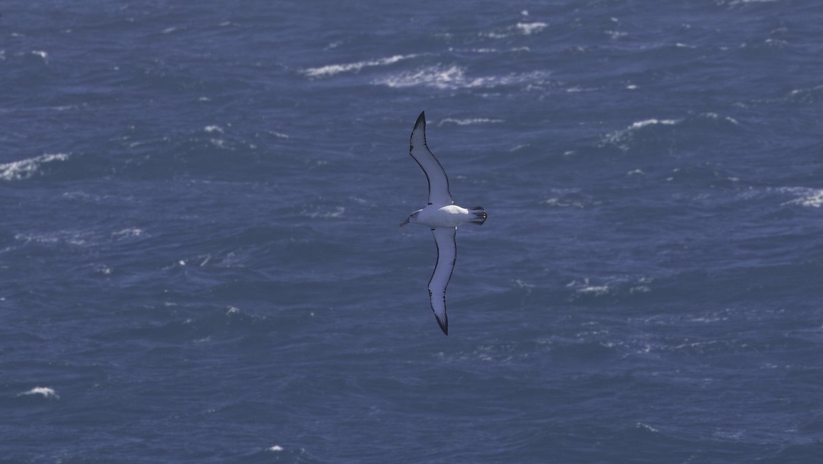 White-capped Albatross (steadi) - ML618008906