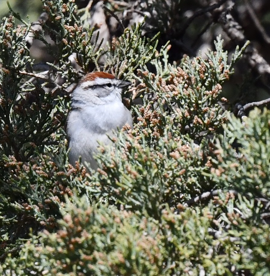 Chipping Sparrow - ML618008913