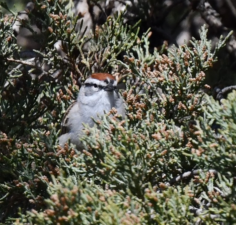 Chipping Sparrow - ML618008914