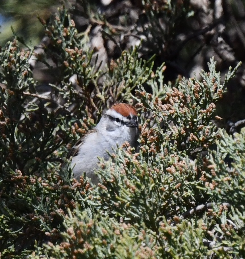 Chipping Sparrow - ML618008915