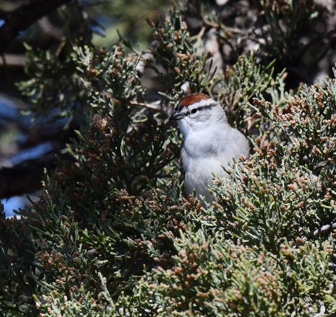Chipping Sparrow - ML618008916