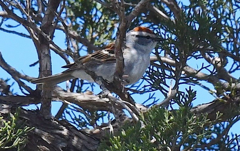 Chipping Sparrow - ML618008917