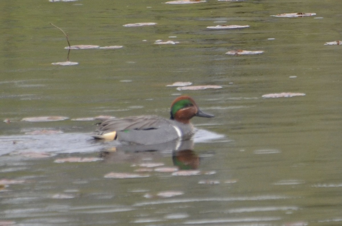 Green-winged Teal - ML618008919