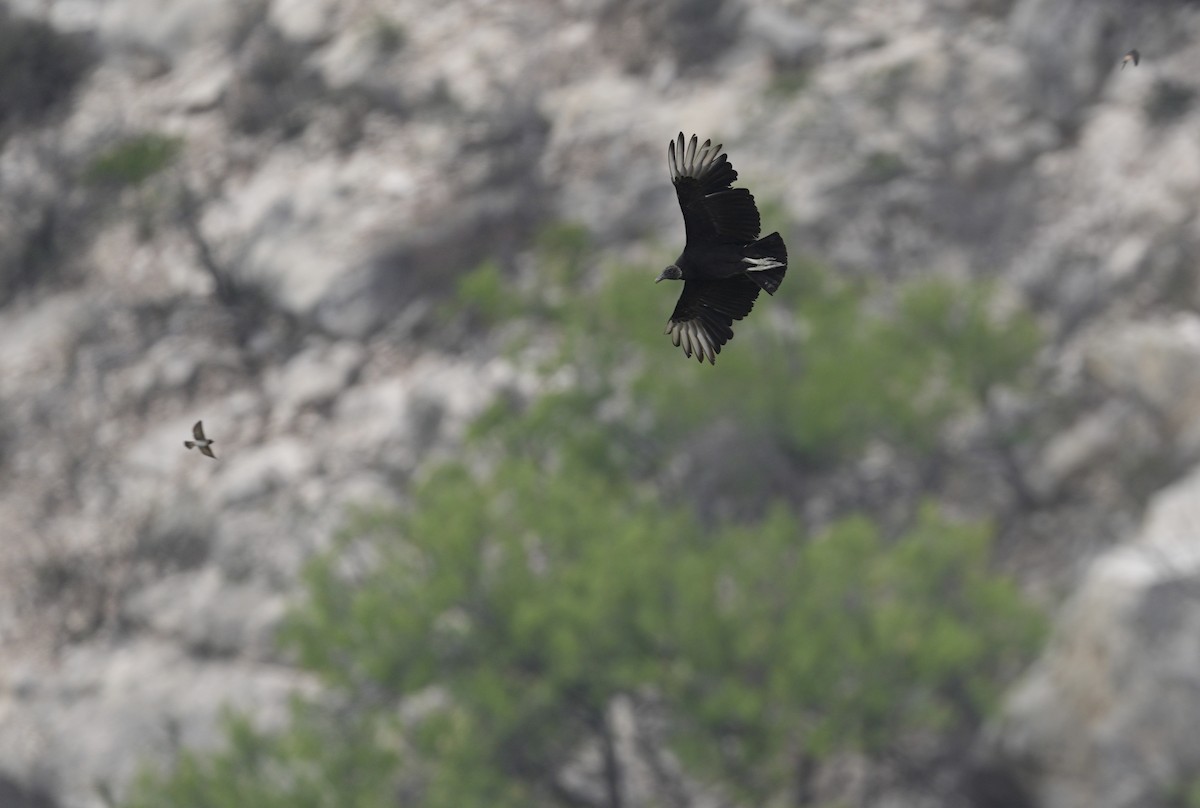 Black Vulture - Donald Estep
