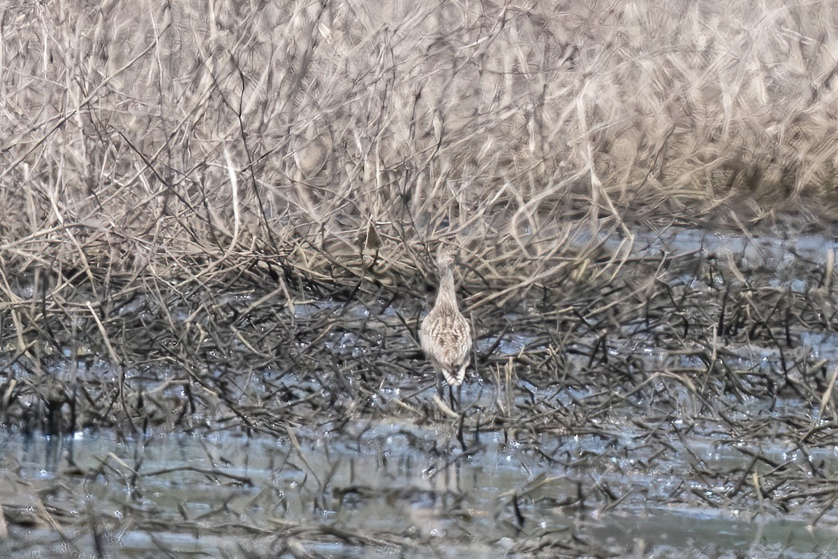 Long-billed Curlew - ML618008960