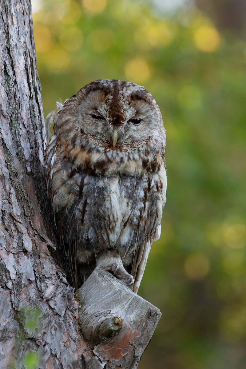 Tawny Owl - ML618008964