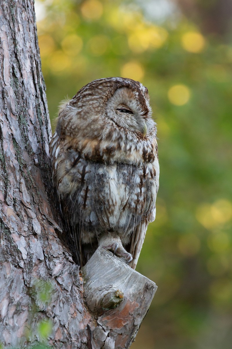 Tawny Owl - ML618008965