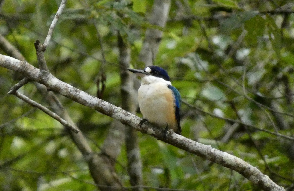 Forest Kingfisher - ML618008972