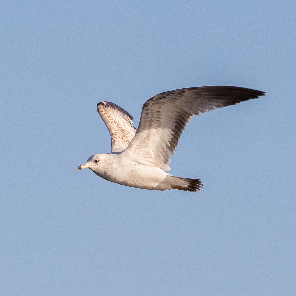 Ring-billed Gull - Photos Of Course