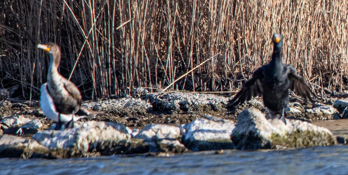 Double-crested Cormorant - Photos Of Course