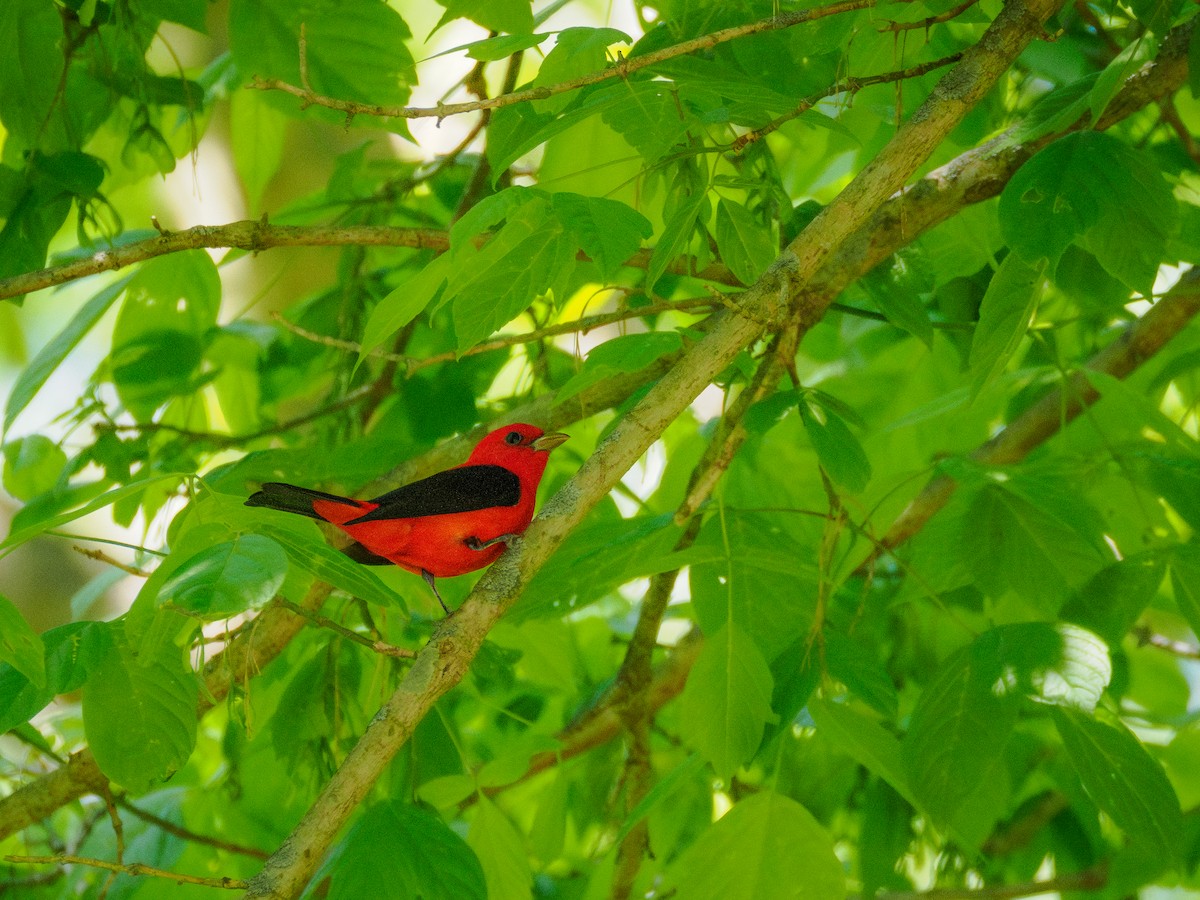 Scarlet Tanager - ML618008992