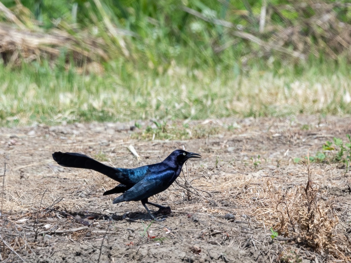 Great-tailed Grackle - ML618009000