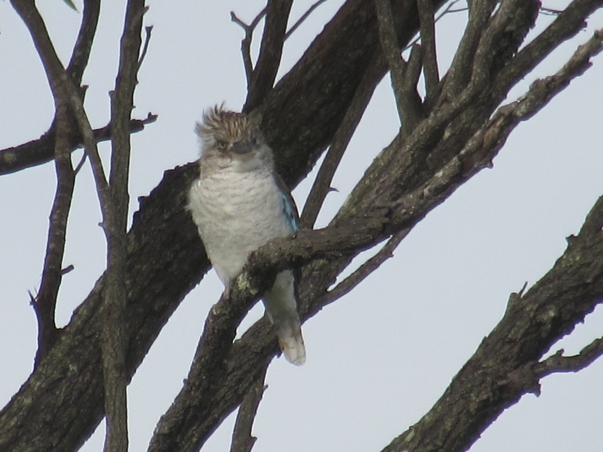 Blue-winged Kookaburra - ML618009036