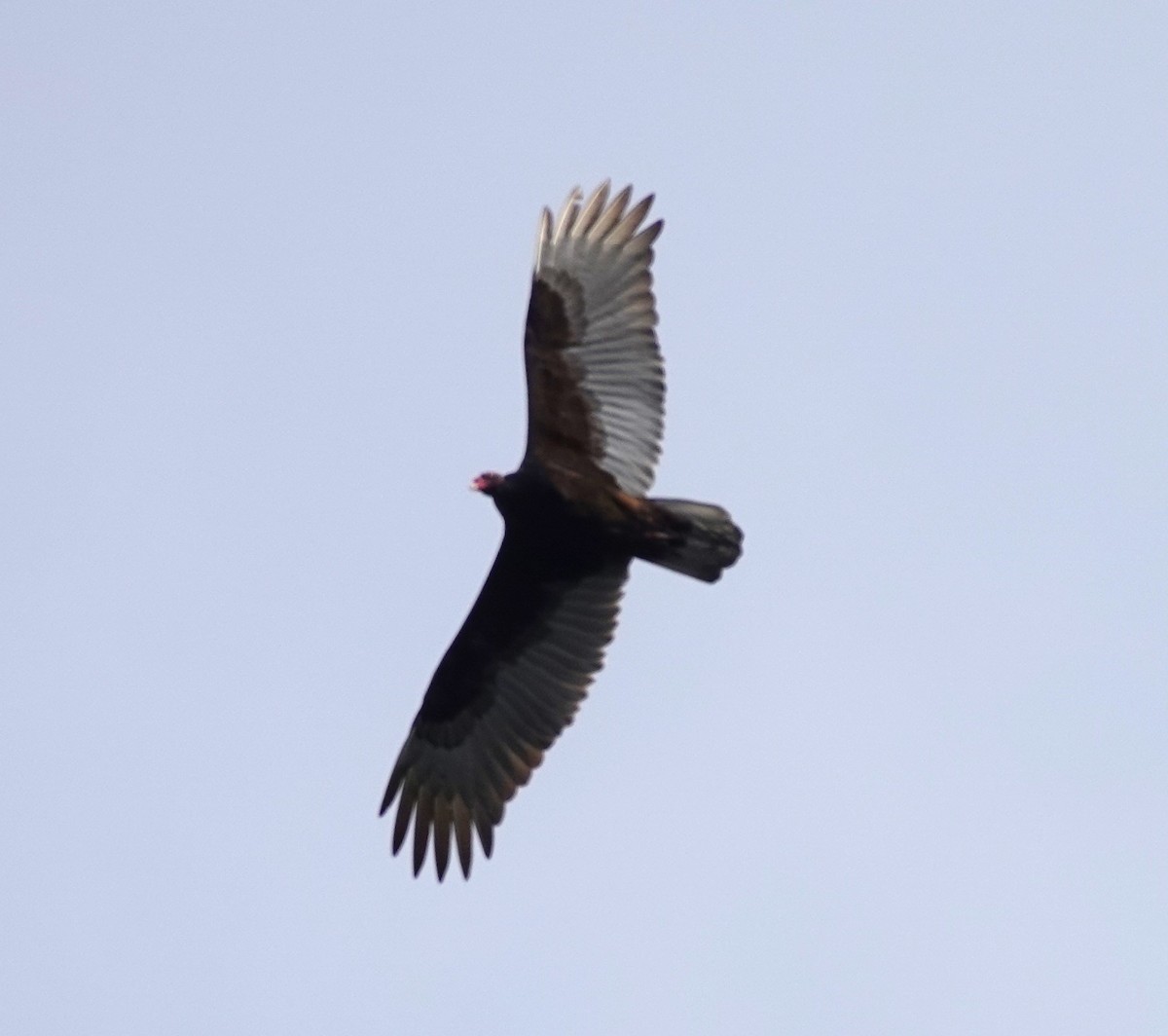 Turkey Vulture - franci Holtslander