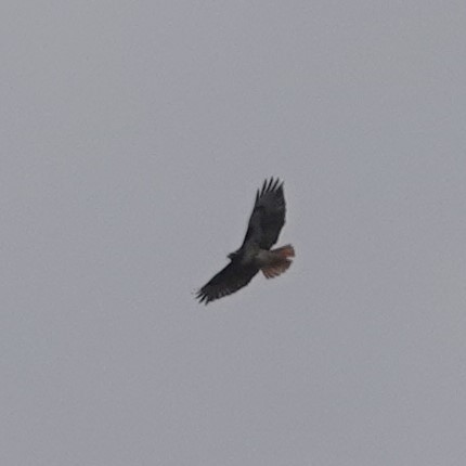 Red-tailed Hawk - franci Holtslander