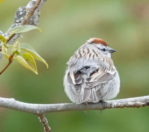 Chipping Sparrow - franci Holtslander