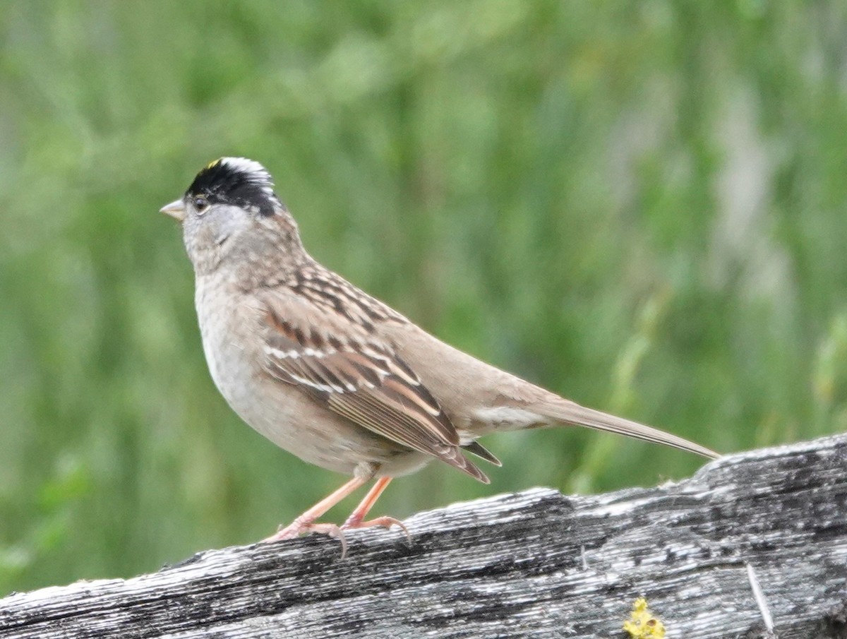 Golden-crowned Sparrow - ML618009092