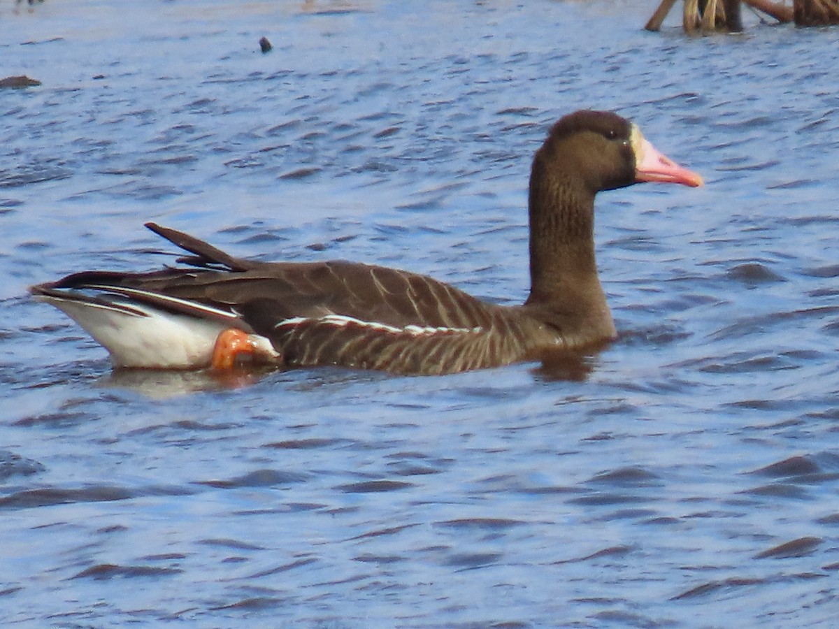 Greater White-fronted Goose (Tule) - ML618009096