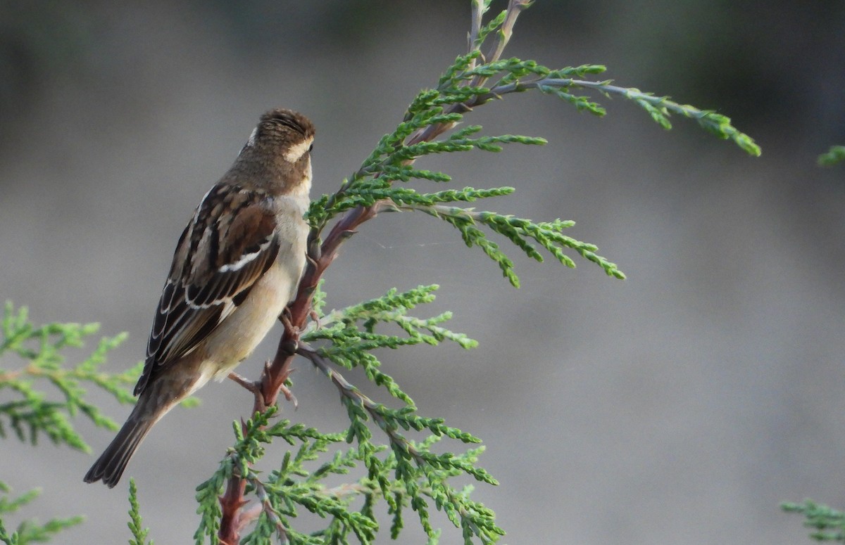 Russet Sparrow - tina shangloo
