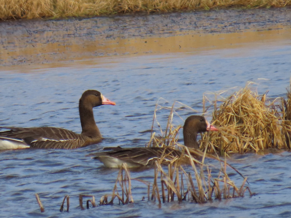 Greater White-fronted Goose (Tule) - ML618009118