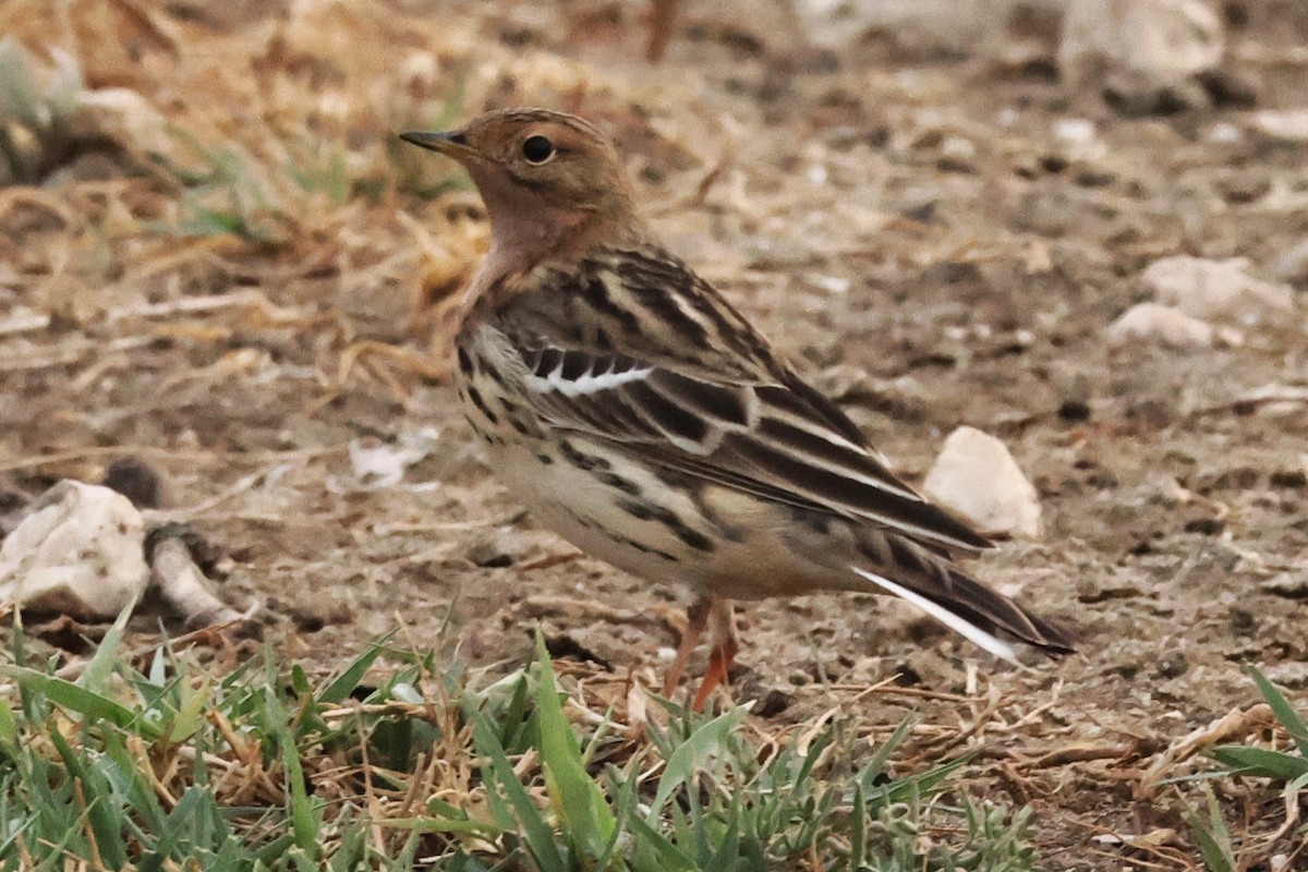 Red-throated Pipit - ML618009166