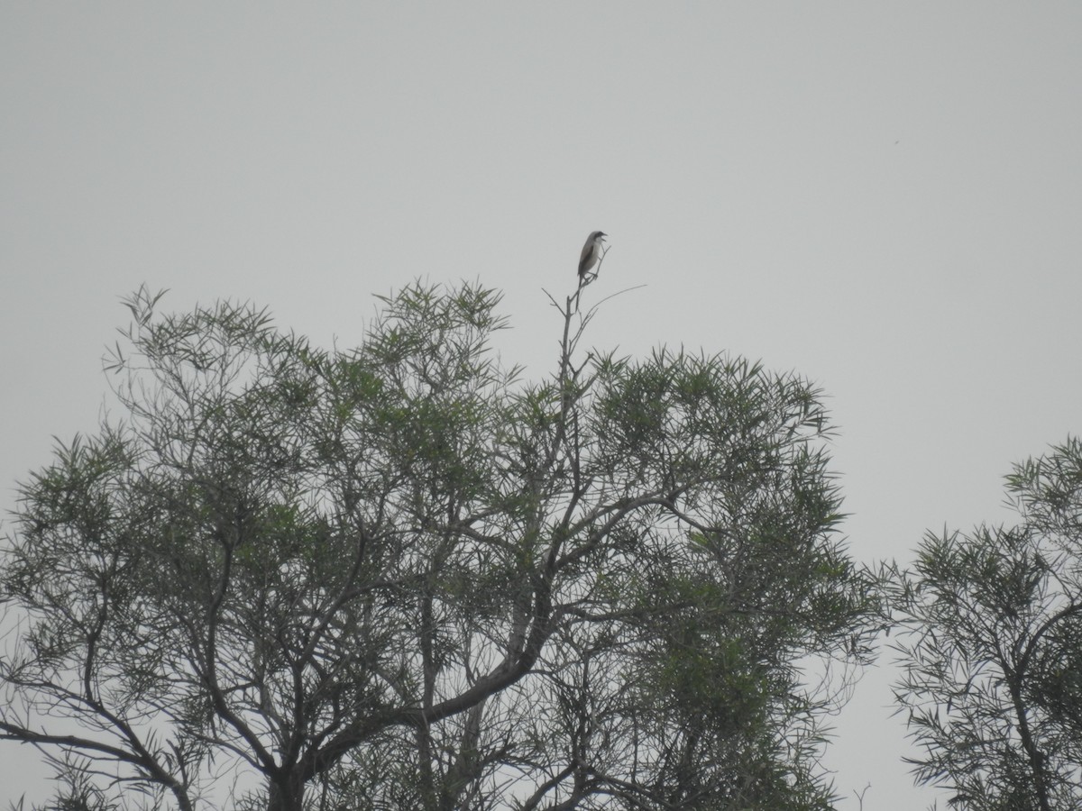 Long-tailed Shrike - Steve Lei