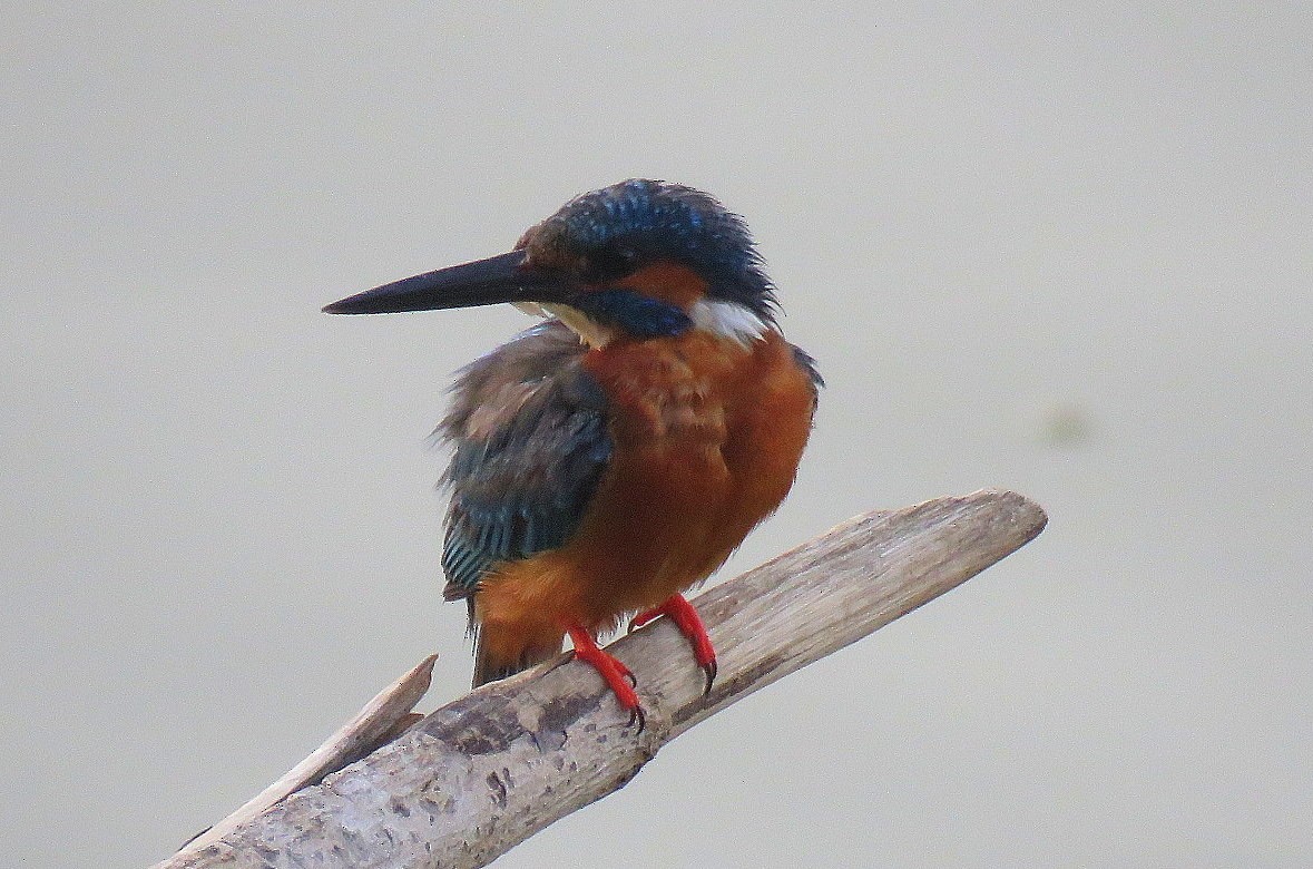 Common Kingfisher - Deepa Mohan