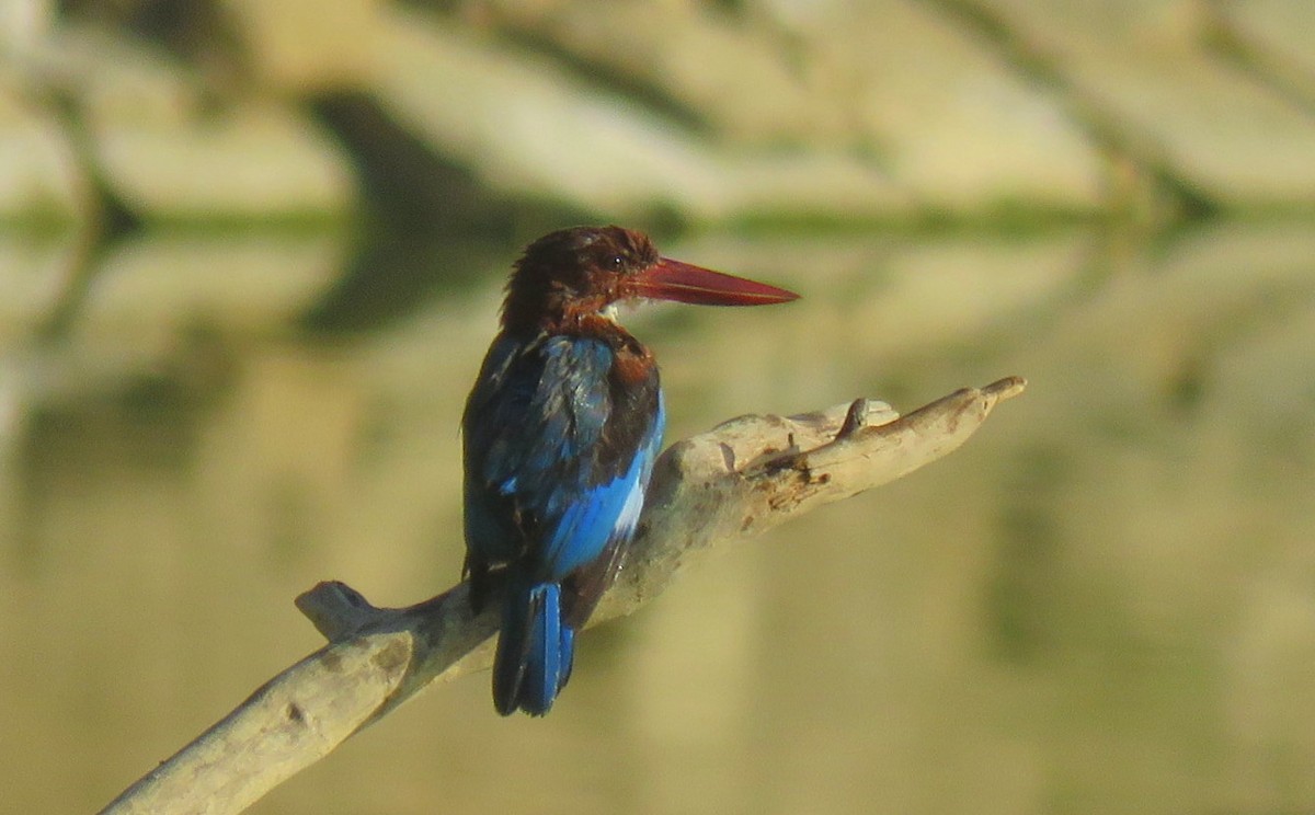 White-throated Kingfisher - Deepa Mohan