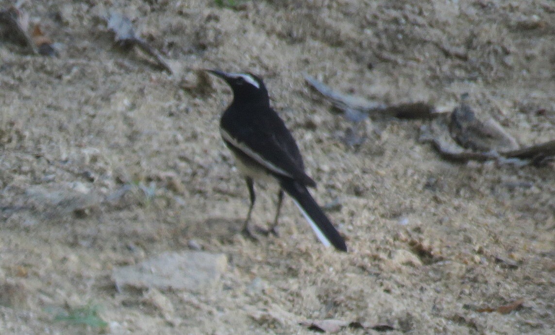 White-browed Wagtail - ML618009259